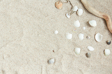 Fototapeta na wymiar Sand Steine Hintergrund Kieselsteine Treibholz Muschel Muscheln Urlaub Strandurlaub