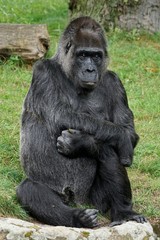 Gorilla sitzend