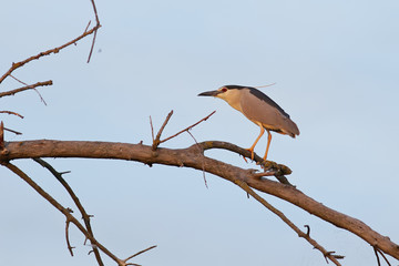 bird on a branch