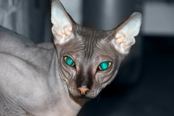 Cat breed Sphinx gray with green eyes, close-up. A bald, shriveled cat with bare skin. The concept of keeping and training hairless animals at home