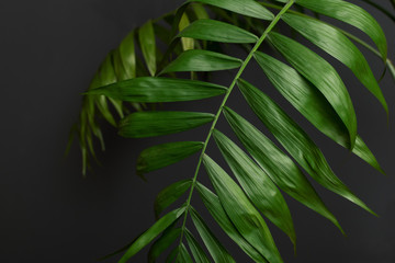 Tropical palm leaves and their shadows on a gray background