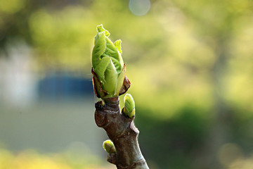 봄에 핀 무화과 나무 새순 새싹