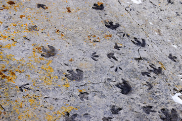 Fossilised dinosaur footprints, Dinosaur Ridge, Colorado, USA