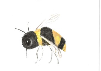Single Bee, watercolour and pencil