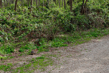 Obraz premium Hare on the path in the middle of the woods. Solo Backpacker Trekking on the Via Francigena from Lucca to Siena. Walking between nature, history, churches,