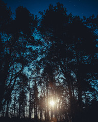 pine tree forest silhouette on a dark starry sky background