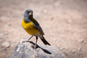 Yellow bird free