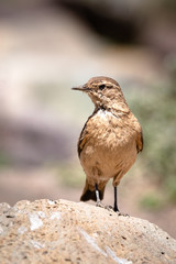 Bird brown free
