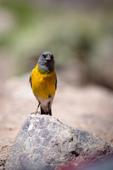 Bird yellow and grey
