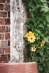 New flowers against an old wall. 