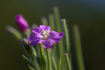 Allphotokz Flowers 20190722 0126 D810 S