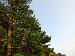 Pine tree on the mountain on the blue sky and rocks


