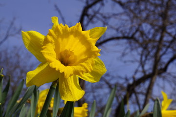 Fototapeta premium Field Of Bright Yellow Daffodils In The Sun
