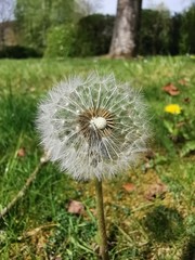Obraz premium dandelion on a green background