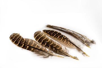 many colored peacock feathers on a white background