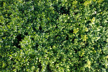 Fototapeta na wymiar background of green lush foliage, full frame