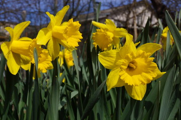 Fototapeta premium Field Of Bright Yellow Daffodils In The Sun