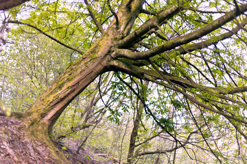 Fototapeta premium Boggart Hole Clough 3