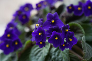 purple violets and green leaves close up © Olga