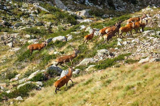 Cervi, parco nazionale dello Stelvio