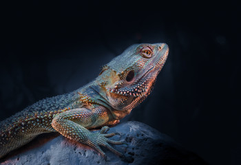 Bearded Dragon (Pogona)