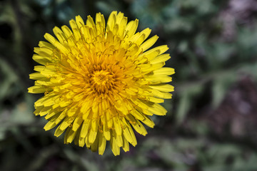 Yellow dandelion flower (Taraxacum officinale) on a colorful natural background