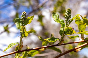 Bird cherry buds on a colorful natural background