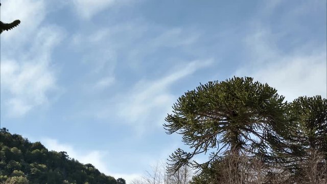 Clouds and araucaria trees