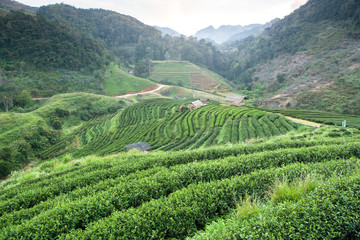 green tea plantation in doi ang khang ,Thailand.