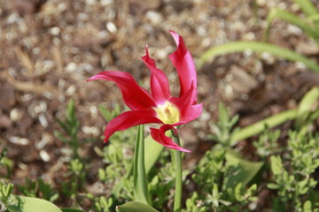 spannende tulpe einsam 
