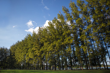 Beautiful green pine trees