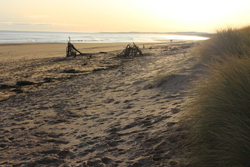 Driftwood on the shore