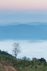 Obraz premium beautiful scenary in the north part of Thailand over the valley of mountain at sun rising giving a beautiful color on the mist in the field (selective focus and white balance shifting applied)