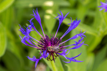 Bee in flower in a garden of Loire valley (France)