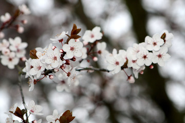 Frühling