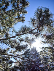 A branch of a tree covered with fresh snow, Denver, Colorado, USA