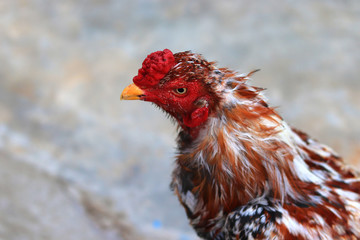 A close-up of a rooster's head and neck