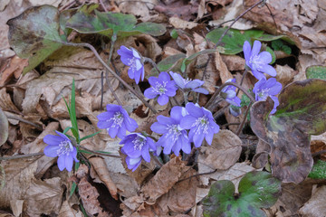 first spring flowers Hepatica nobilis in the forest close up during flowering