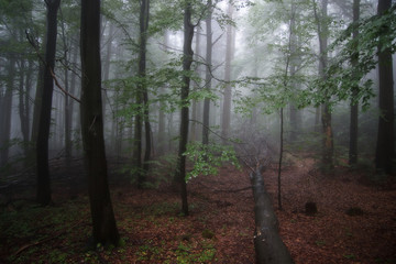 Rainy day in forest (national park)