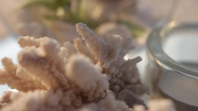 Decorative lace stem sea coral, transparent glass vase with green succulent plant and white smooth stones in slow motion. Nautical beach house decoration in the sunset light, close-up.