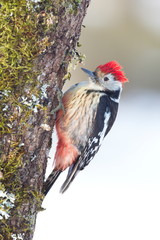 Cremenes, Castilla y Leon/Spain; Jan. 27, 2018. Middle spotted woodpecker (Dendrocopos medius)  in the wild in winter.