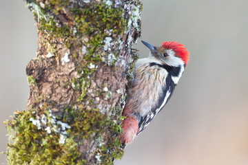 Cremenes, Castilla y Leon/Spain; Jan. 27, 2018. Middle spotted woodpecker (Dendrocopos medius)  in the wild in winter.