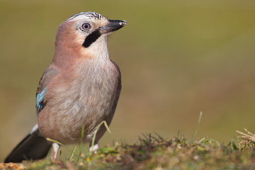 Cremenes, Castilla y Leon/Spain; Jan. 28, 2018. Eurasian Jay (Garrulus glandarius) in the wild in winter.