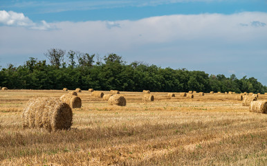 Bales of straw on a mown wheat field after harvesting. Selective focus.
