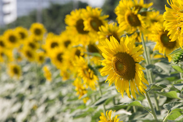 Sunflower field