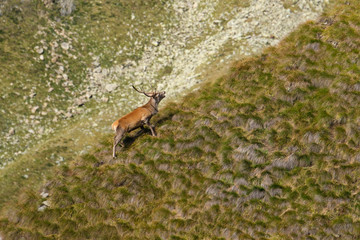 Cervi, parco nazionale dello Stelvio