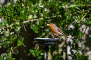 Fototapeta premium Wild robin, erithacus rubecula, perched on suet garden bird feeder