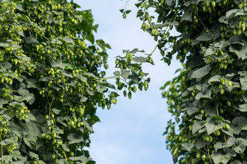 Hop plantation