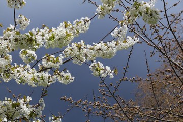 London spring blossoms