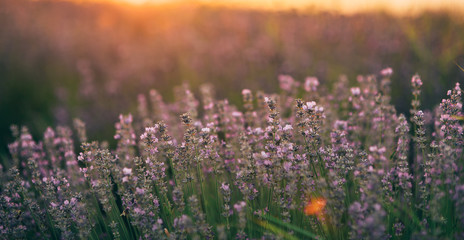 Naklejka premium Beautiful lavender fields at sunset